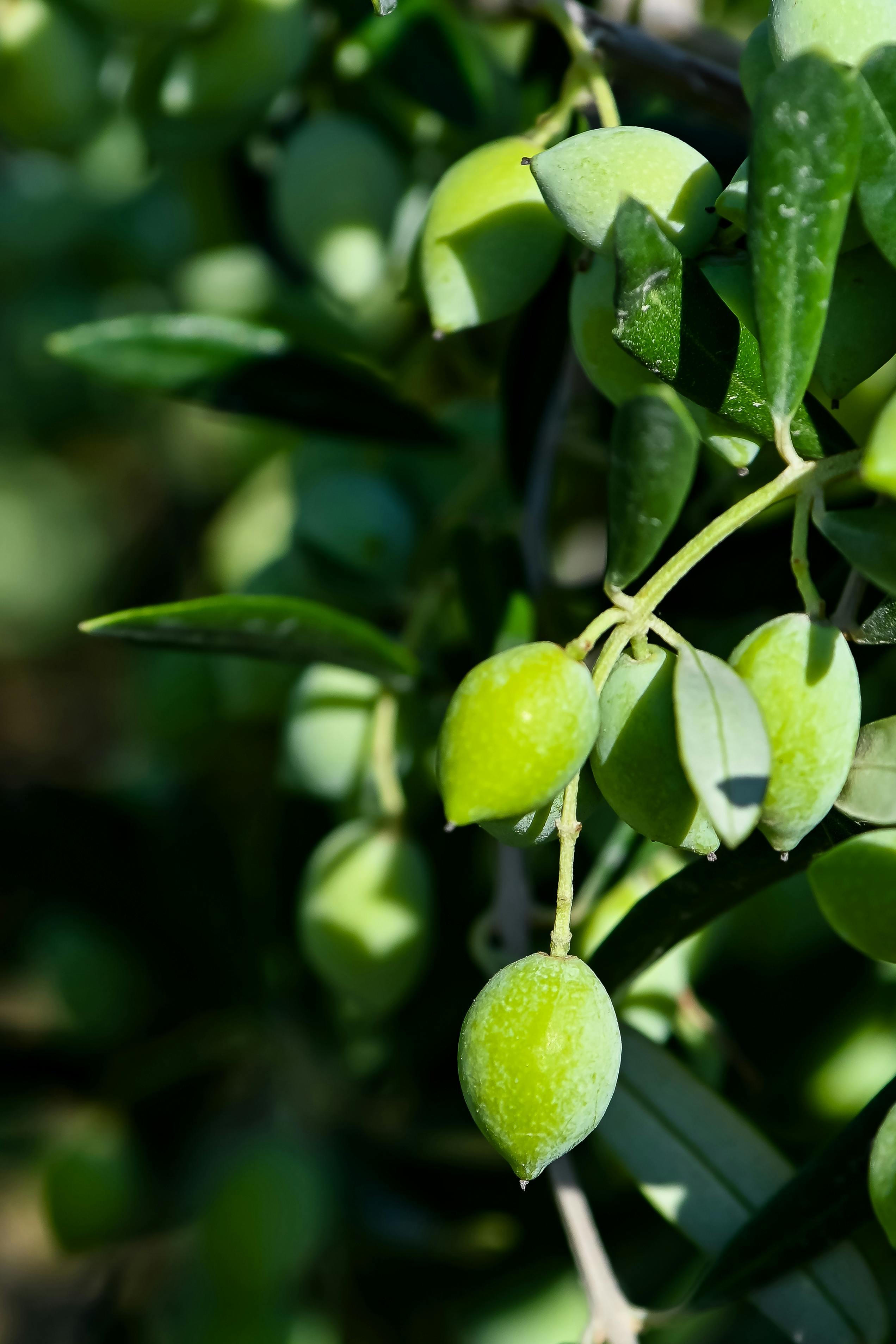 Was sind eigentlich Polyphenole?